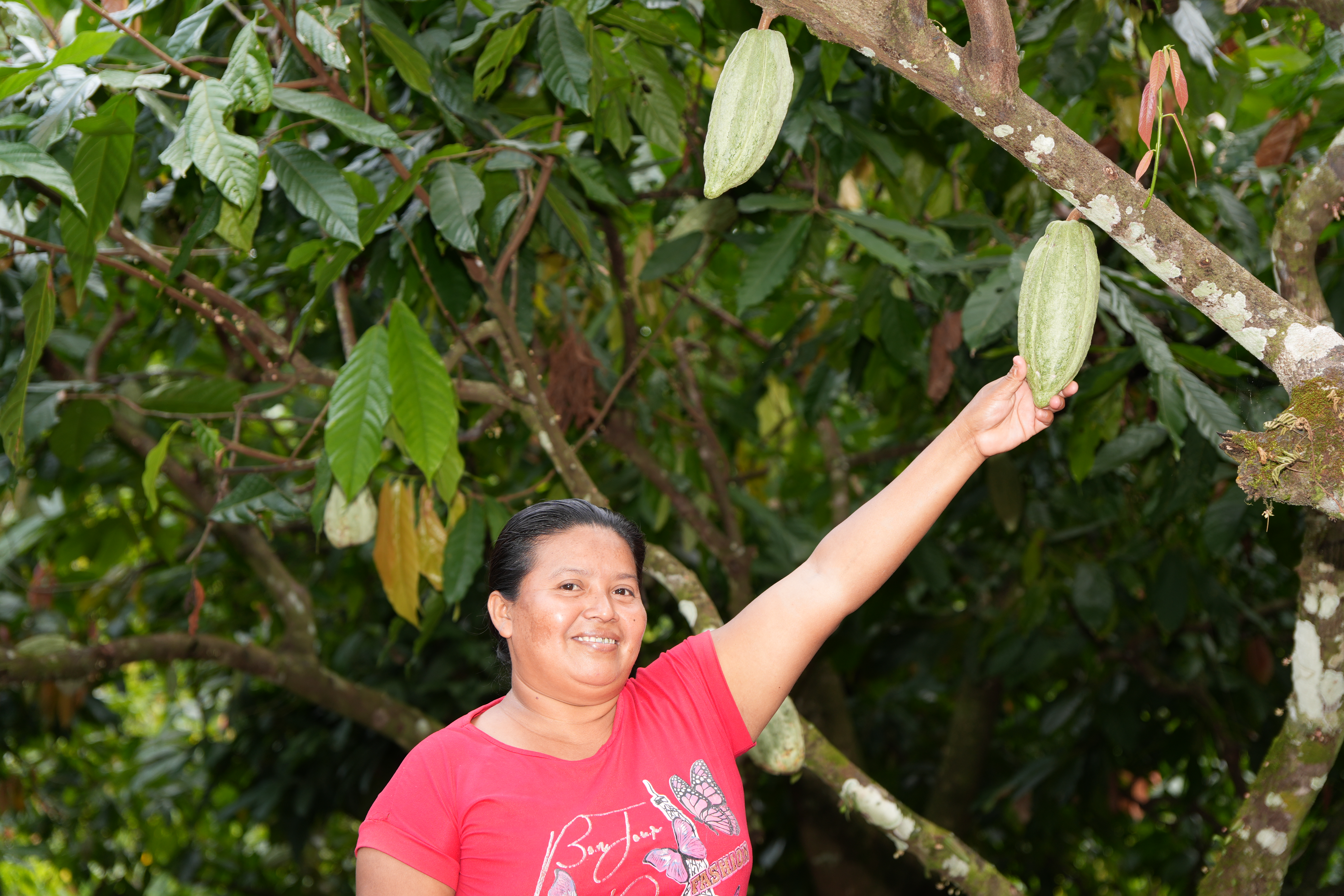 Planta joven de cacao en proceso de renovación