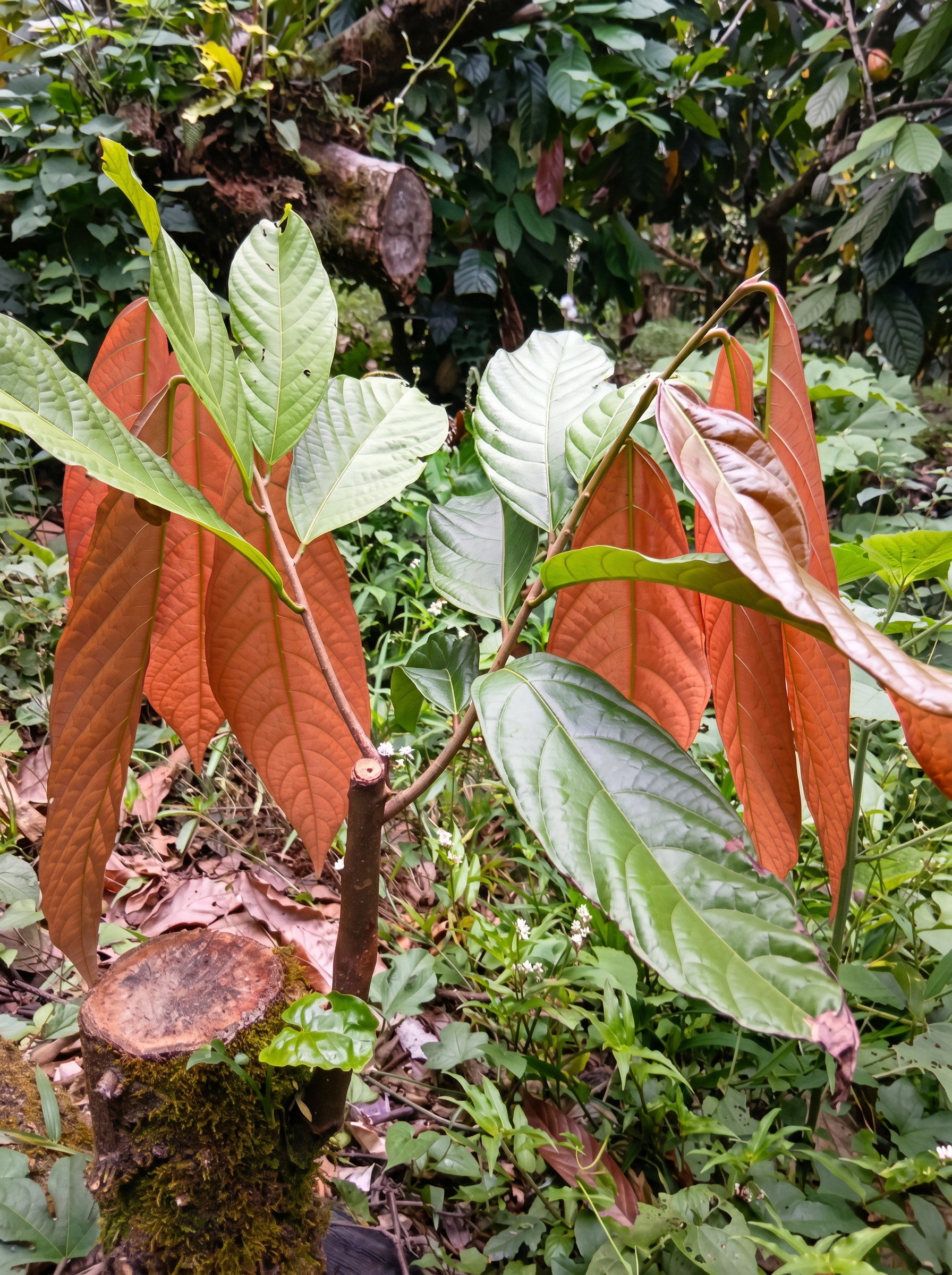 Mazorcas de cacao en el árbol listas para cosecha