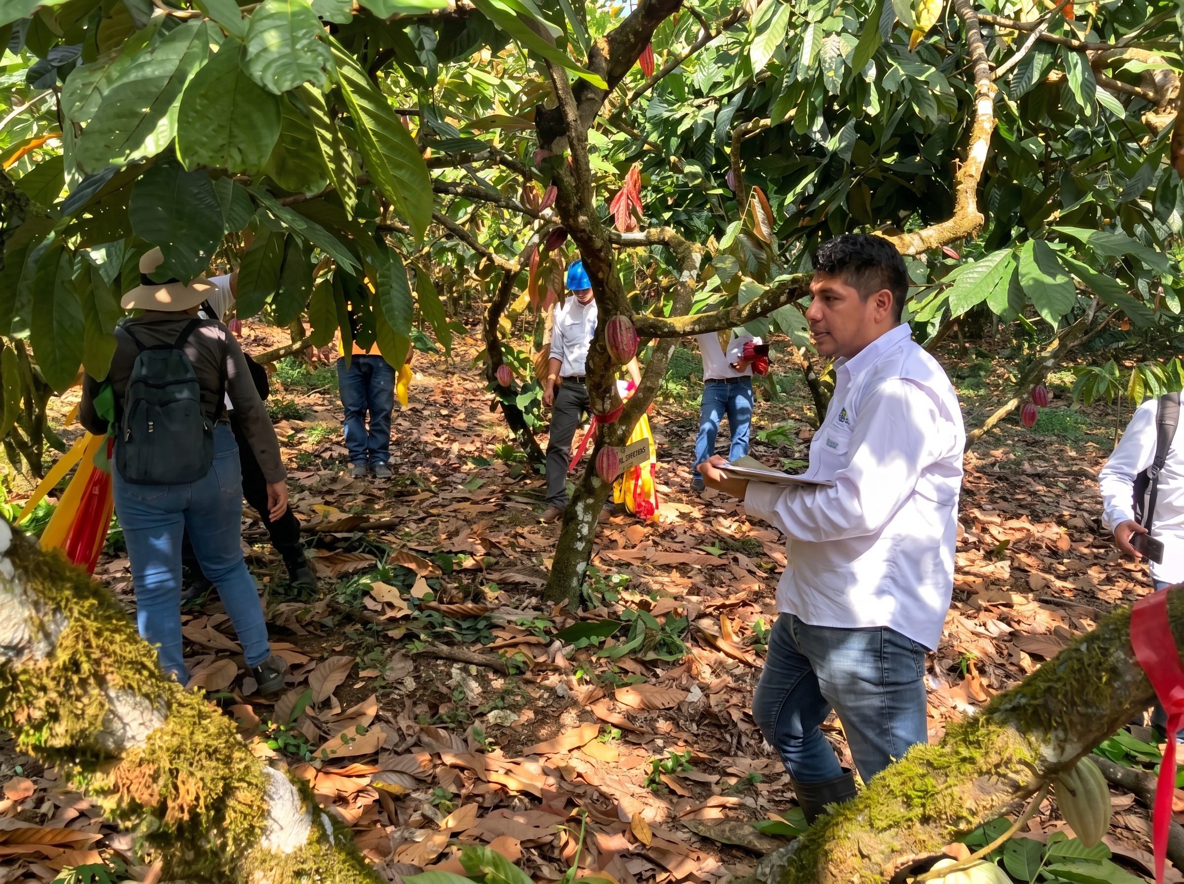 Trabajo técnico en vivero de cacao