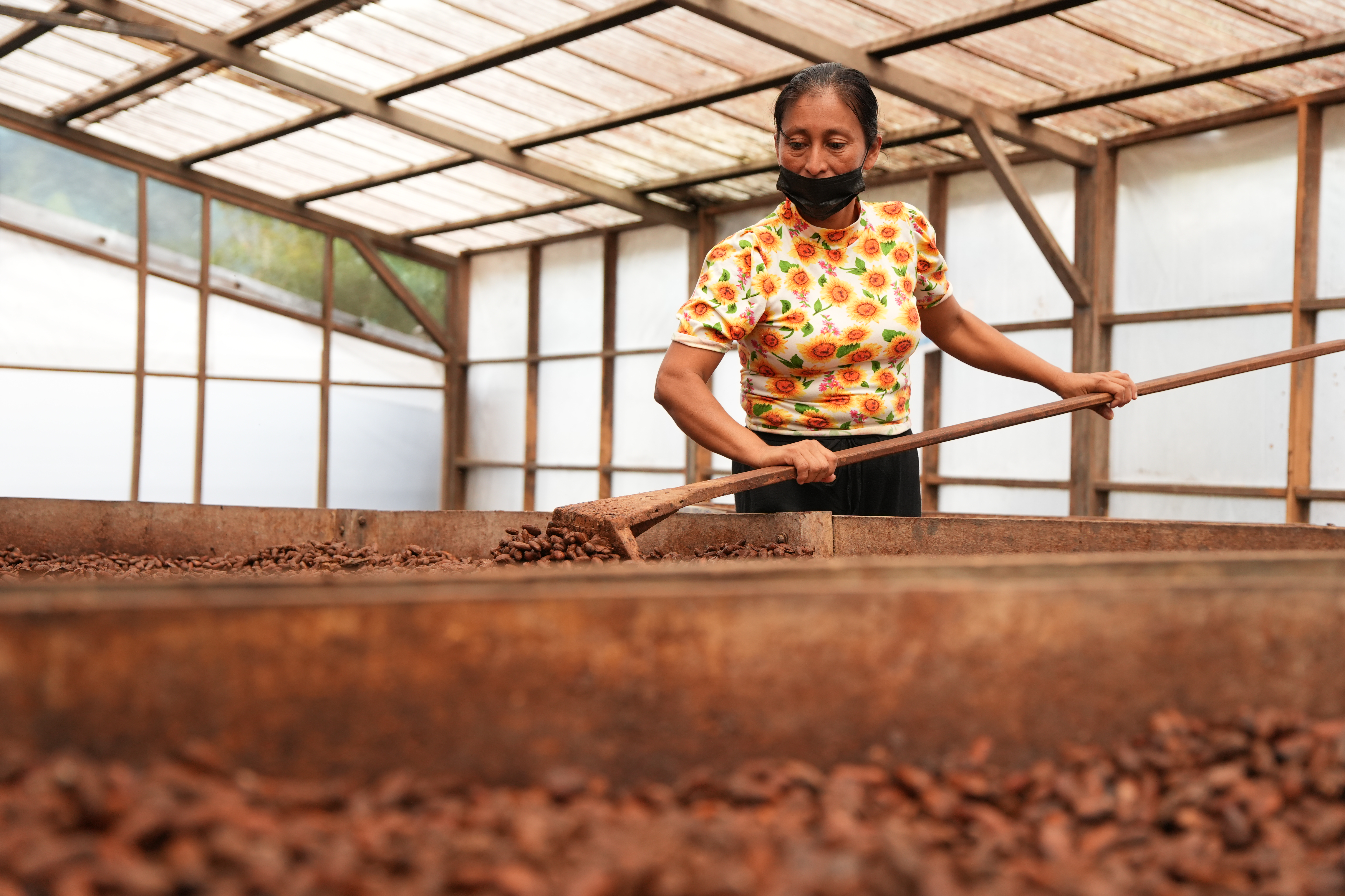 Granos de cacao en proceso de secado