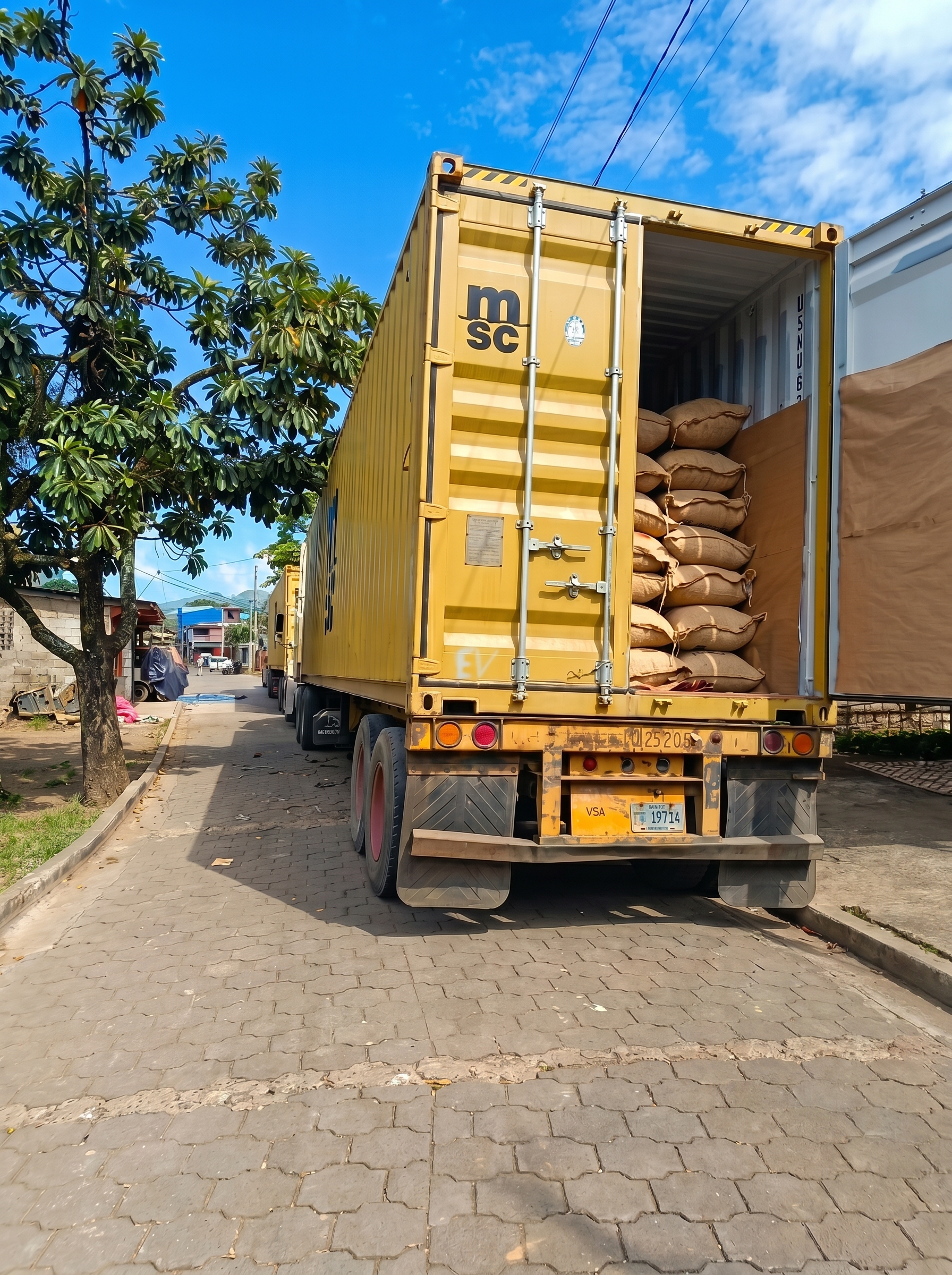 Cacao listo para comercialización