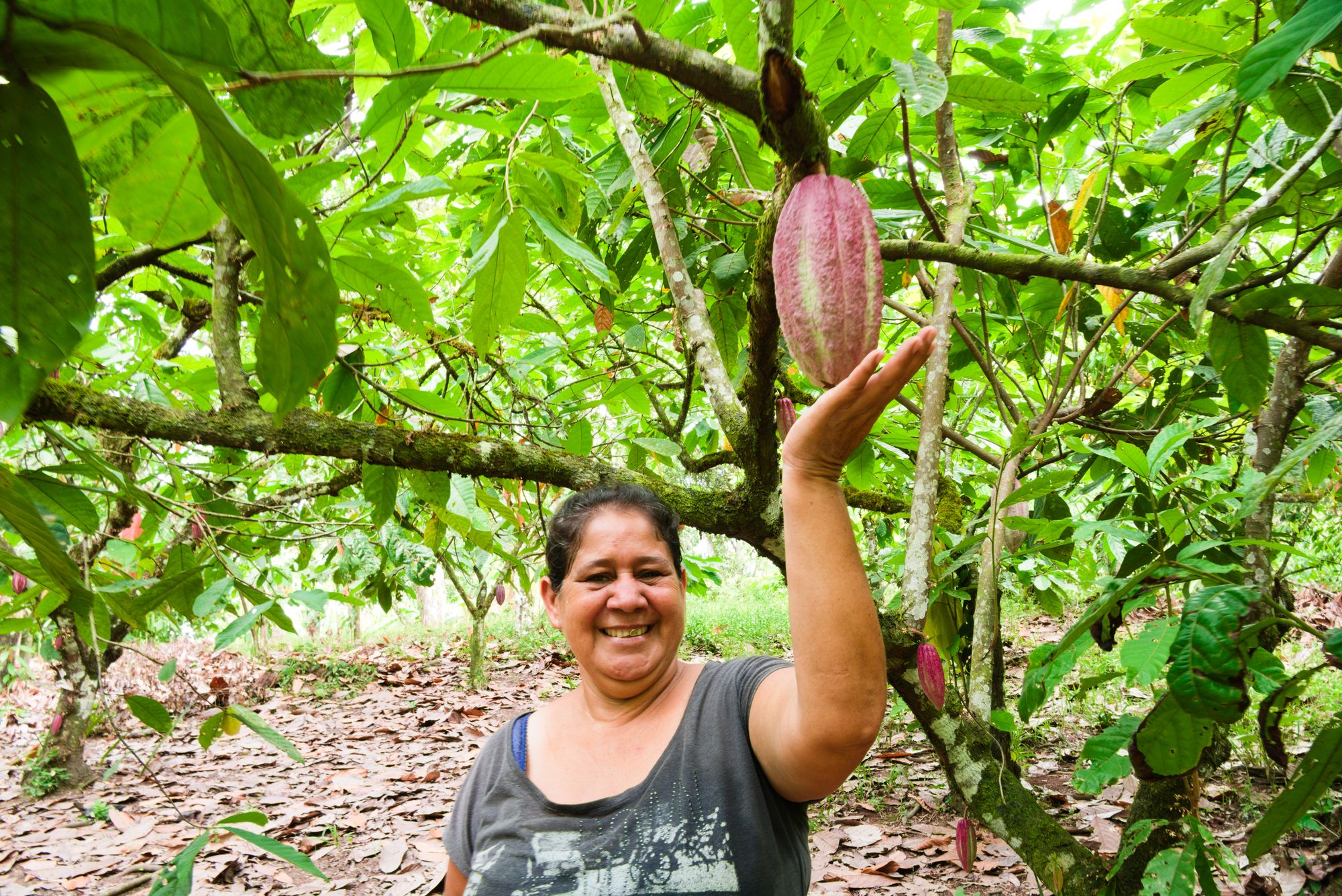 Mazorcas de cacao cultivadas por la cooperativa CACAONICA