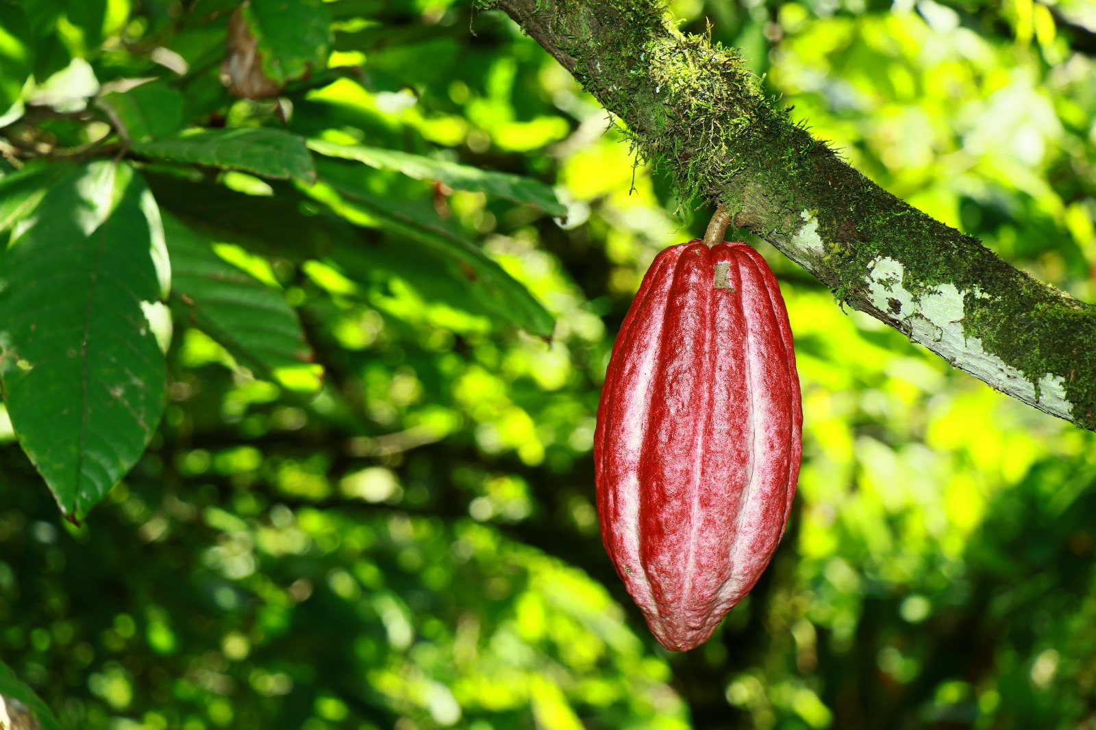 Mazorca de cacao en el árbol